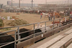 10 27, 2003 Rodeo grounds