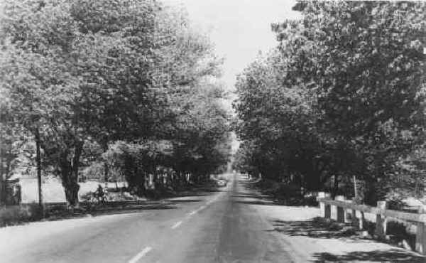 Cork Elms, Lakeside CA