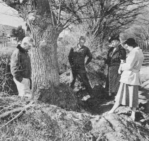 Cork Elm in Lakeside CA