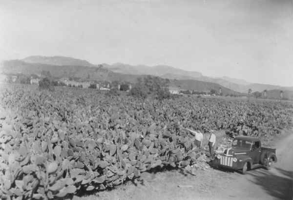 Cactus Farm on El Nopal Rd. c.1940's