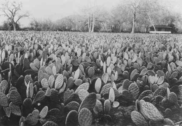 Thum Cactus Ranch.. c. Unknown