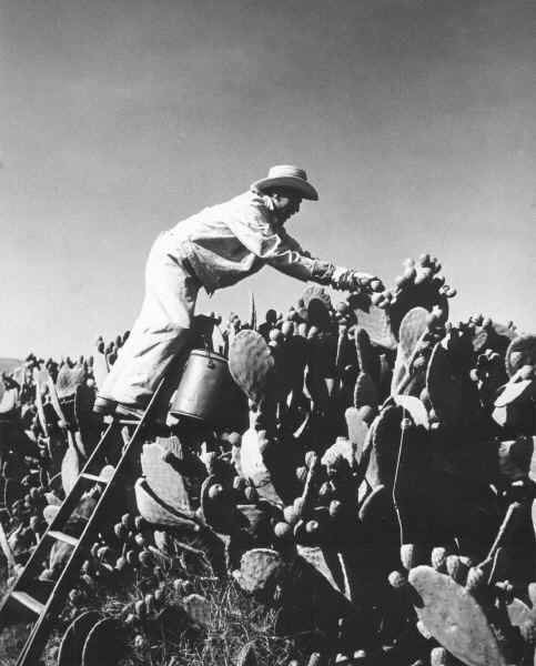 Leon picking prickly pears. c1940's